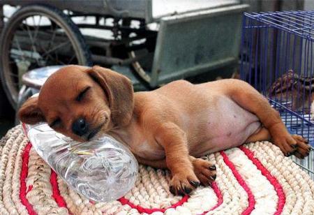 doggysleepin.jpg