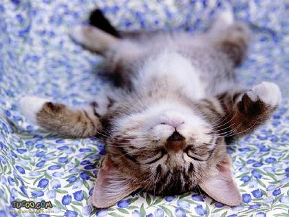 kittybelly.jpg