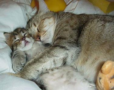 sleepinbuddies.jpg